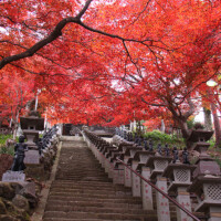 もみじ祭り｜雨降山 大山寺【大山不動尊】