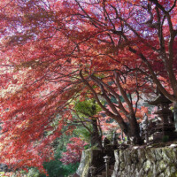 もみじ祭り｜雨降山 大山寺【大山不動尊】
